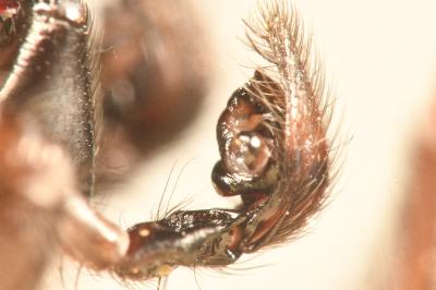 <i>Coelotes atropos</i>
