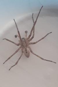 <i>Zoropsis spinimana</i>