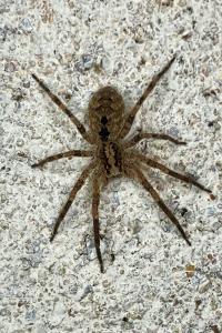 <i>Zoropsis spinimana</i>