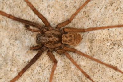 <i>Eratigena saeva</i>