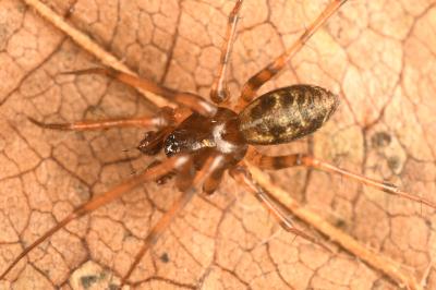 <i>Lepthyphantes minutus</i>