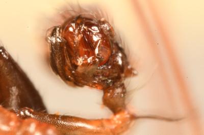 <i>Lepthyphantes minutus</i>