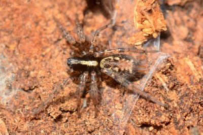 <i>Textrix denticulata</i>