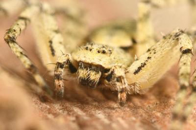 <i>Philodromus margaritatus</i>
