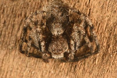 <i>Philodromus margaritatus</i>