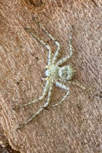 <i>Philodromus margaritatus</i>