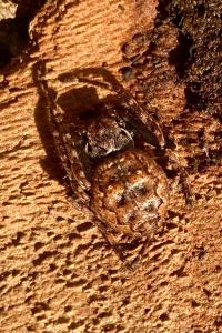 <i>Nuctenea umbratica</i>