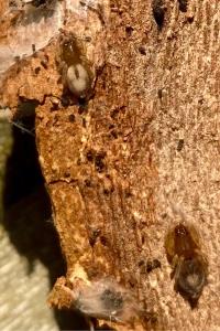 <i>Porrhoclubiona leucaspis</i>
