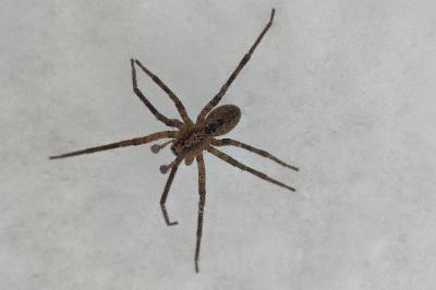 <i>Zoropsis spinimana</i>