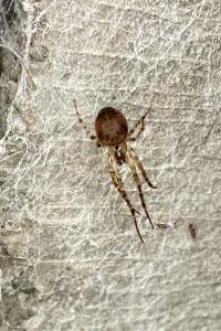 <i>Metellina merianae</i>