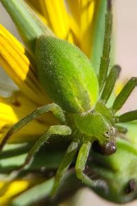<i>Micrommata ligurina</i>