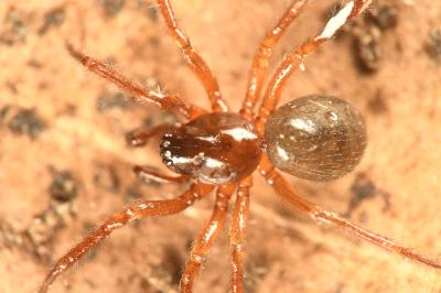<i>Robertus lividus</i>