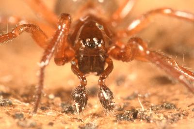 <i>Robertus lividus</i>