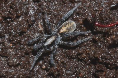 <i>Arctosa lutetiana</i>