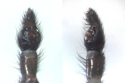 <i>Arctosa lutetiana</i>