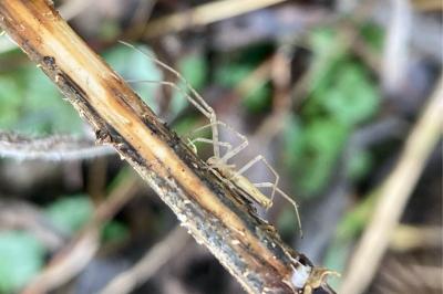 <i>Tetragnatha</i>