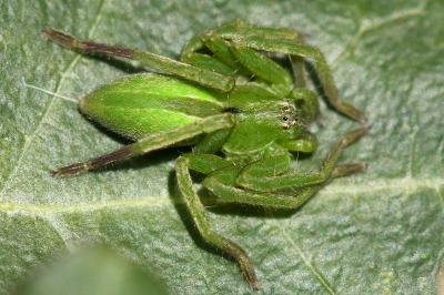 <i>Micrommata ligurina</i>