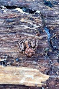 <i>Xysticus</i>