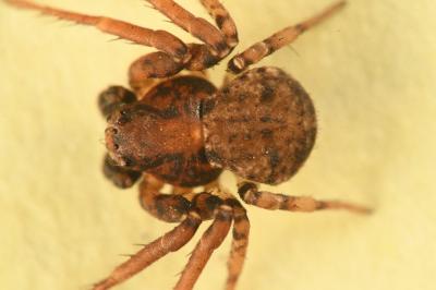 <i>Ozyptila praticola</i>