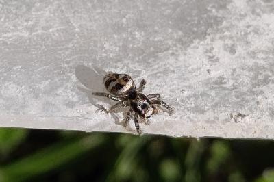 <i>Salticus scenicus</i>
