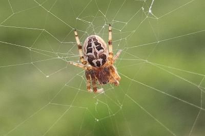 <i>Larinioides</i>