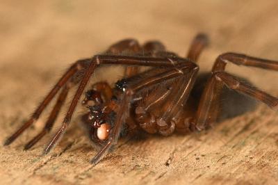 <i>Amaurobius ferox</i>