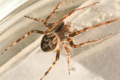 <i>Agalenatea redii</i>