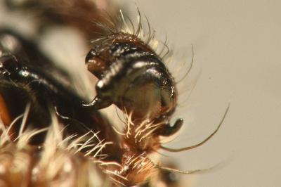 <i>Agalenatea redii</i>