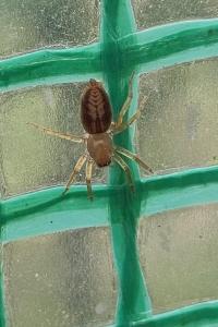 <i>Clubiona</i>