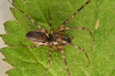 <i>Neriene montana</i>