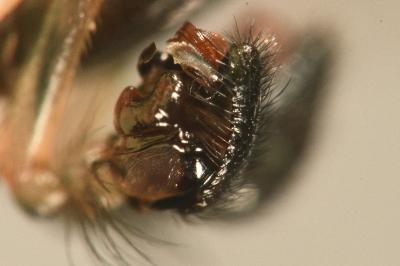 <i>Neriene montana</i>