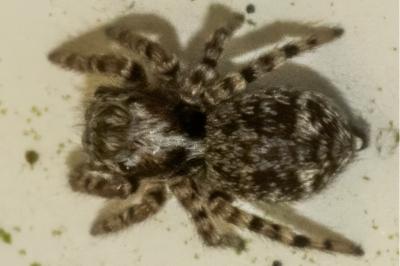 <i>Pseudeuophrys erratica</i>