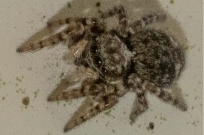 <i>Pseudeuophrys erratica</i>