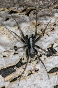 <i>Pardosa</i>