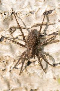 <i>Pardosa</i>