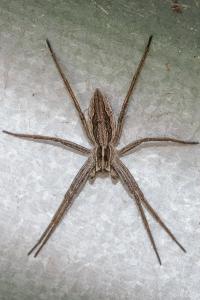 <i>Pisaura mirabilis</i>