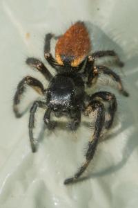 <i>Carrhotus xanthogramma</i>