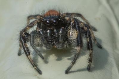 <i>Carrhotus xanthogramma</i>