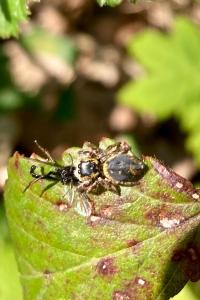 <i>Carrhotus xanthogramma</i>