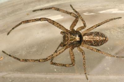 <i>Tmarus piger</i>