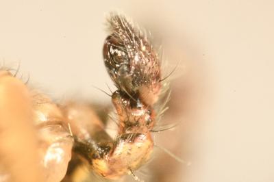 <i>Tmarus piger</i>