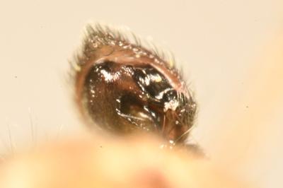 <i>Tmarus piger</i>