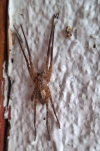 <i>Zoropsis spinimana</i>