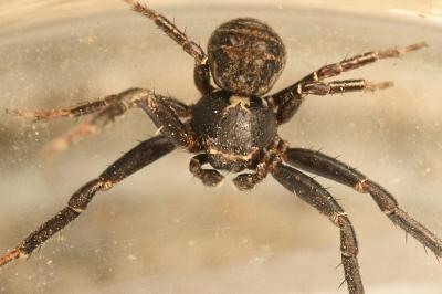 <i>Xysticus acerbus</i>