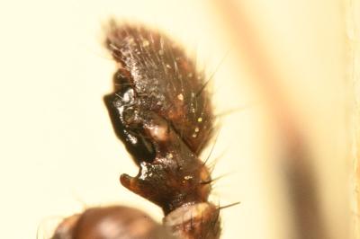 <i>Xysticus acerbus</i>