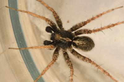 <i>Pardosa amentata</i>