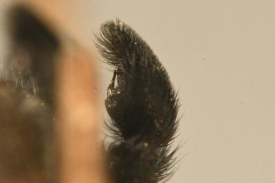 <i>Pardosa amentata</i>