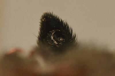 <i>Pardosa amentata</i>