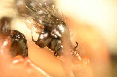 <i>Hypomma bituberculatum</i>