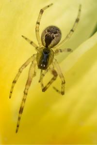 <i>Anelosimus</i>